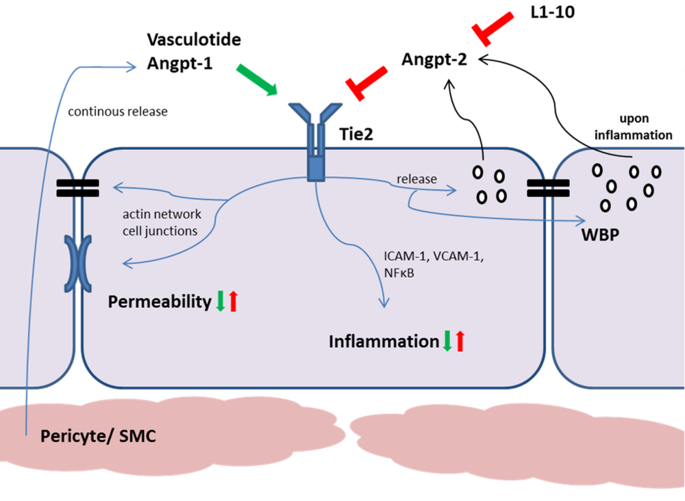 Molecular control of the leaky vascular barrier in sepsis