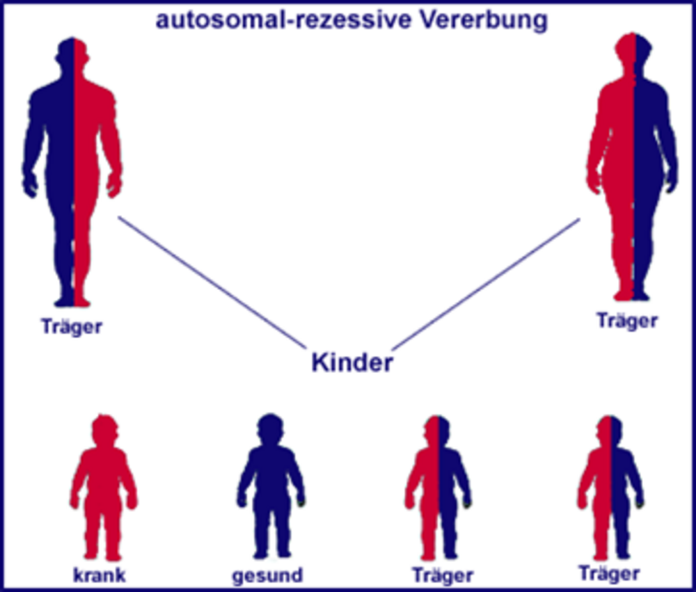 autosomal-rezessive-vererbung